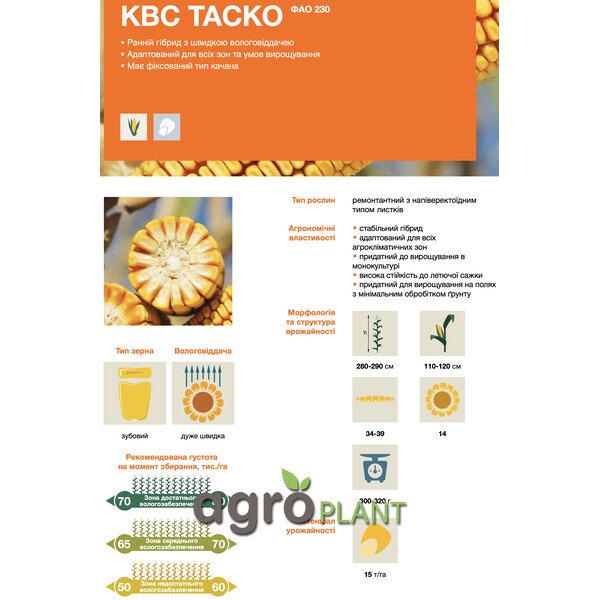 Кукурудза КВС Таско – ранній гібрид ФАО 230 із швидкою вологовіддачею, фіксованим типом качана та потенціалом урожайності до 15 т/га