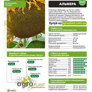 Альмера