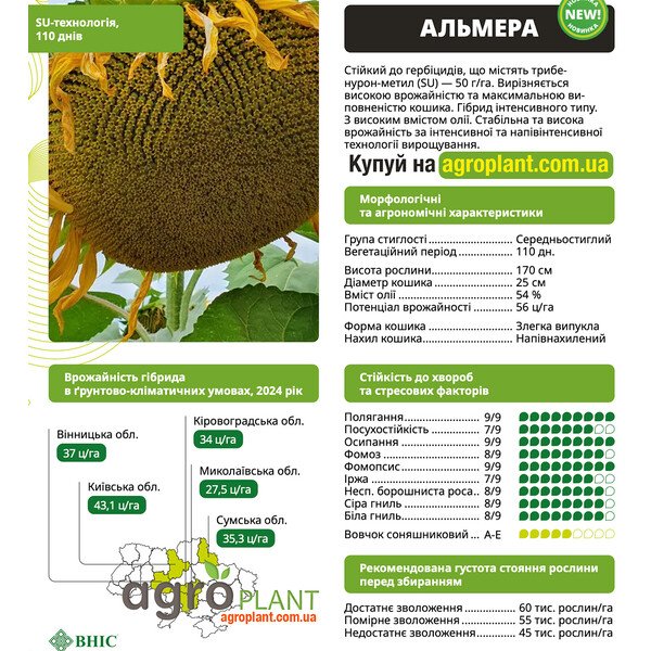 Альмера подсолнечник