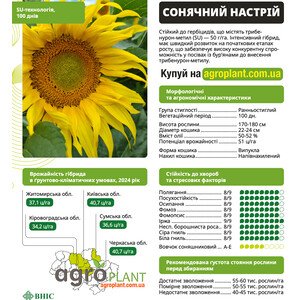Соняшник Сонячний настрій