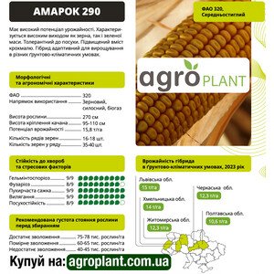 Кукурудза Амарок 290