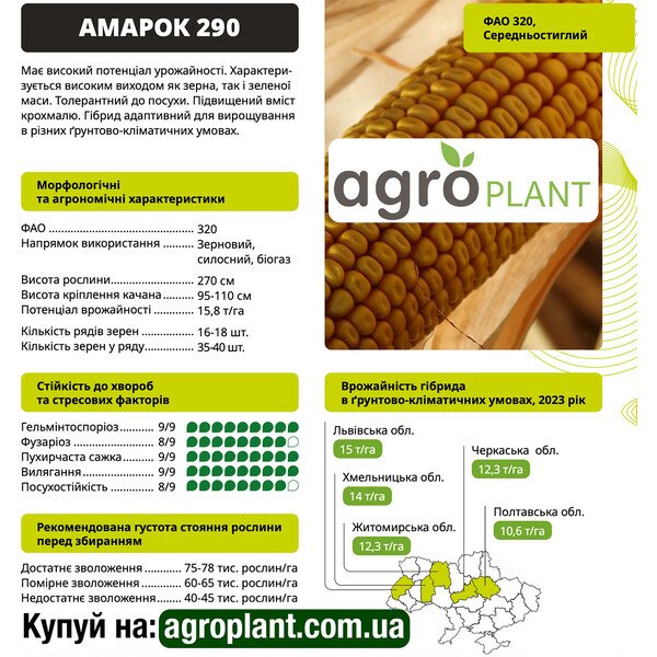 Кукуруза Амарок 290 ВНИС – пластичный гибрид ФАО 320 для зерна, силоса и биогаза
