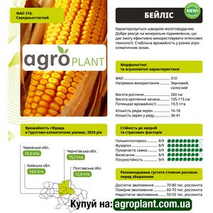 Кукурудза Бейліс