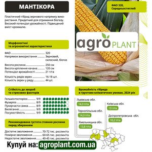Мантикора