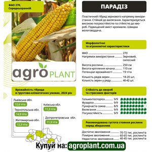 Парадиз