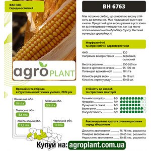 Кукурудза ВН 6763