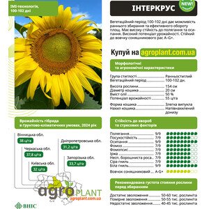 Интеркрус
