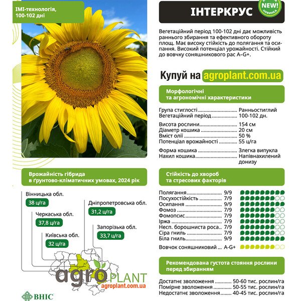 Соняшник Інтеркрус (ВНІС) – IMI, 100–102 дні, 50% олії