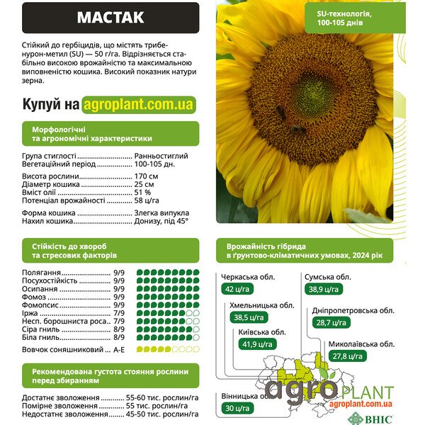 Мастак подсолнечник