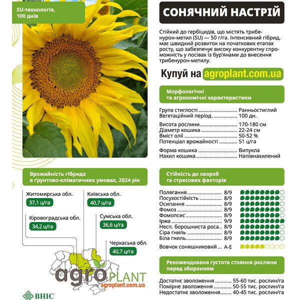 Солнечный настрий подсолнечник