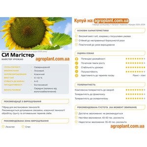 Магистер