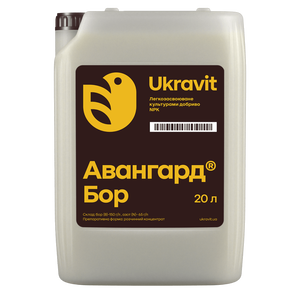 Авангард Р Бор
