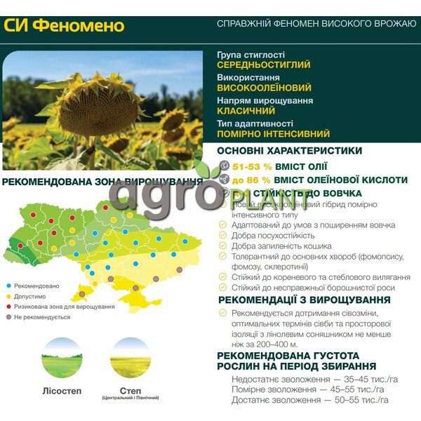 Феномено соняшник
