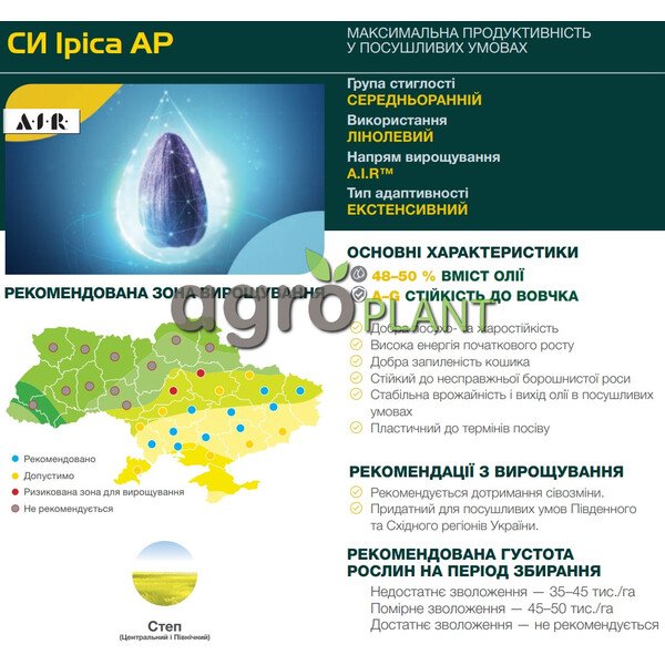 Іріса соняшник