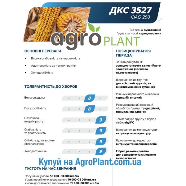Насіння кукурудзи ДКС 3402 Монсанто – ФАО 240, ранньостигла, зубовидний тип зерна