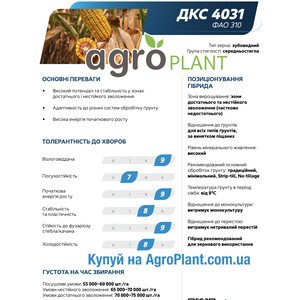 Кукурудза ДКС 4031