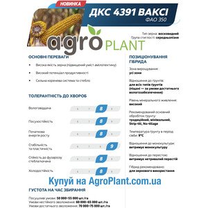 Кукурудза ДКС 4391 ВАКСІ