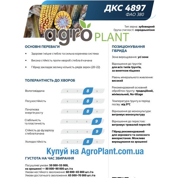 Насіння кукурудзи ДКС 4897 Монсанто – ФАО 380, середньопізня, зубовидний тип зерна