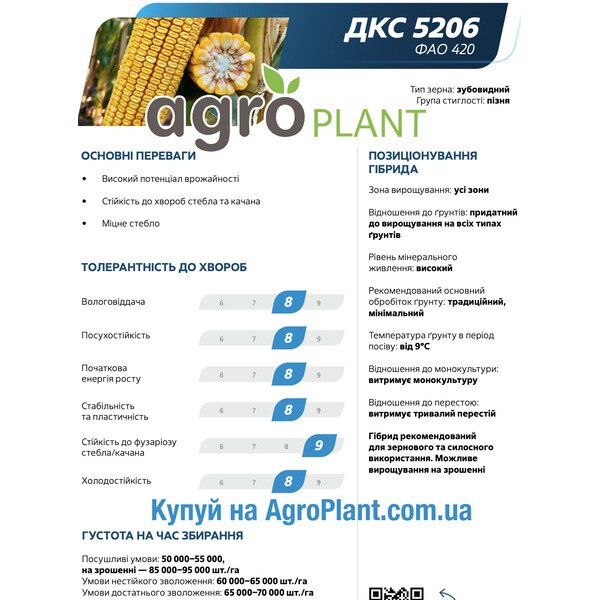 Насіння кукурудзи ДКС 5206 Монсанто – ФАО 420, пізня, зубовидний тип зерна