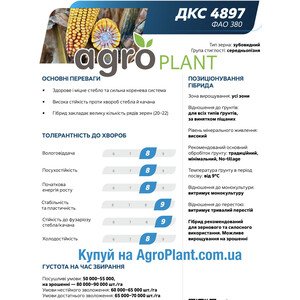 Кукурудза ДКС 4897