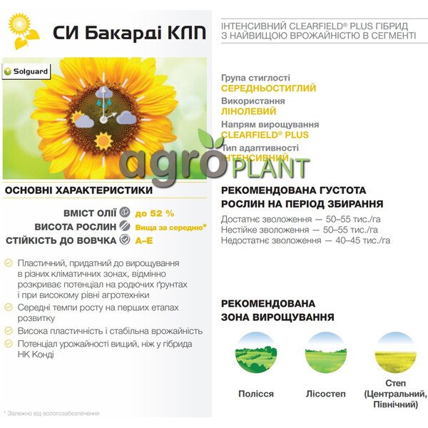 Бакарді соняшник Сингента