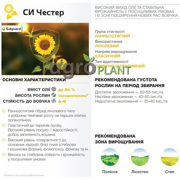 Честер соняшник – стабільність у ранньому сегменті від Сингента