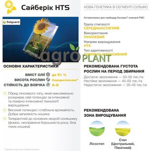 Соняшник Сайберік