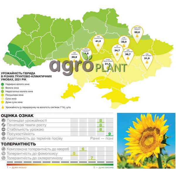 Барбаті соняшник
