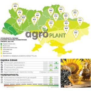 Соняшник Сайберік