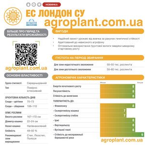 Соняшник Лондон СУ
