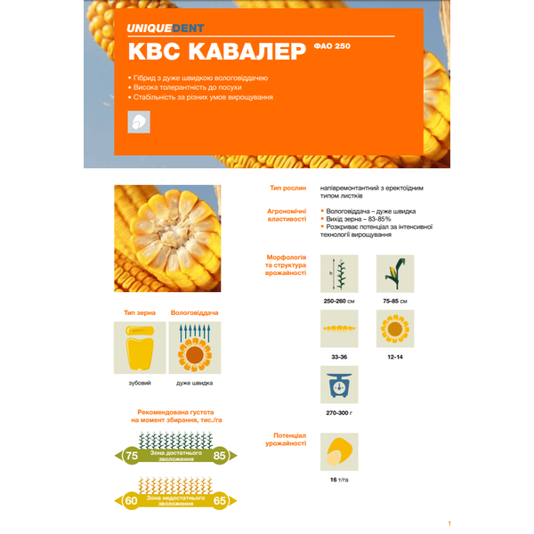 Кукурудза КВС Кавалер – ФАО 250, пластичний гібрид з високою посухостійкістю та надшвидкою вологовіддачею
