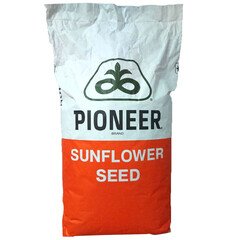 Соняшник Піонер (Pioneer)