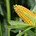 Насіння кукурудзи