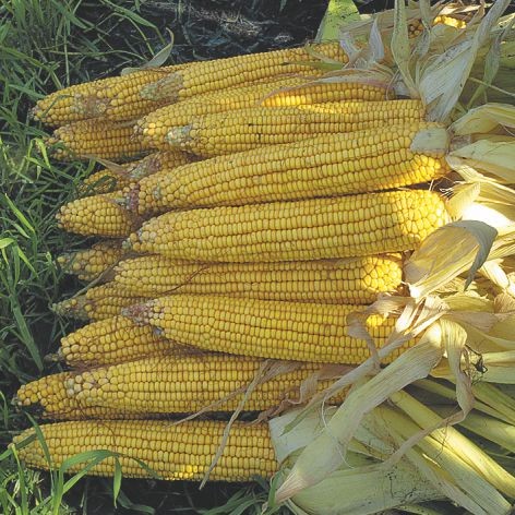 купити Насіння кукурудзи НС 4015 (ФАО 380) Сади України