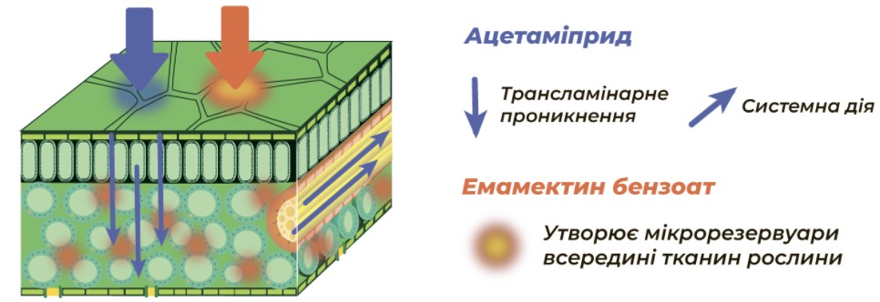 Еміприд – контактно-системна дія та накопичення всередині рослини.