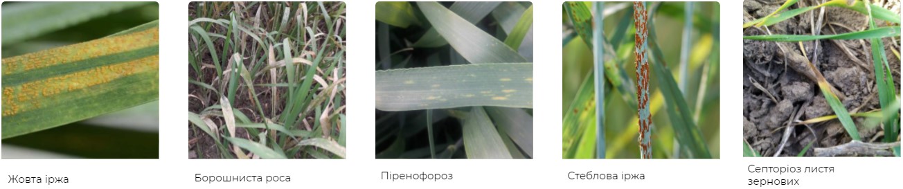 Основные болезни, которые контролирует Фунгисил