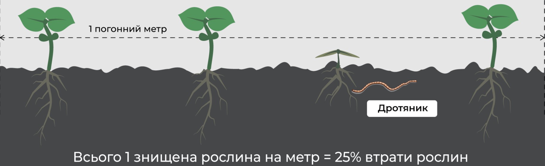 Тіатрин – збереження густоти посівів та максимального врожаю Тіатрин – збереження густоти посівів та максимального врожаю