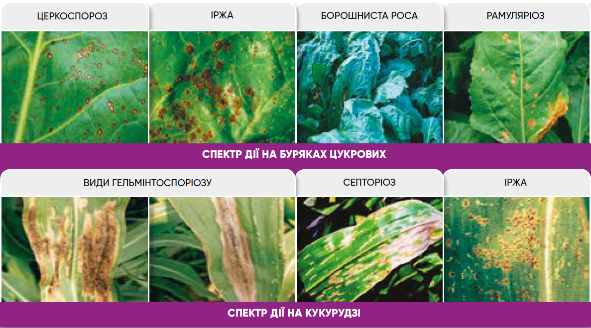 применение Аканто Плюс на Кукурузе применение Аканто Плюс на Кукурузе