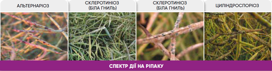 применение Аканто Плюс на рапсе применение Аканто Плюс на рапсе