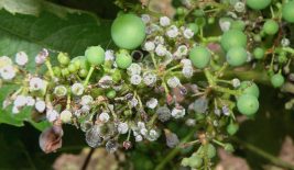 mildew-min