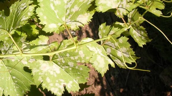 mildyu-min