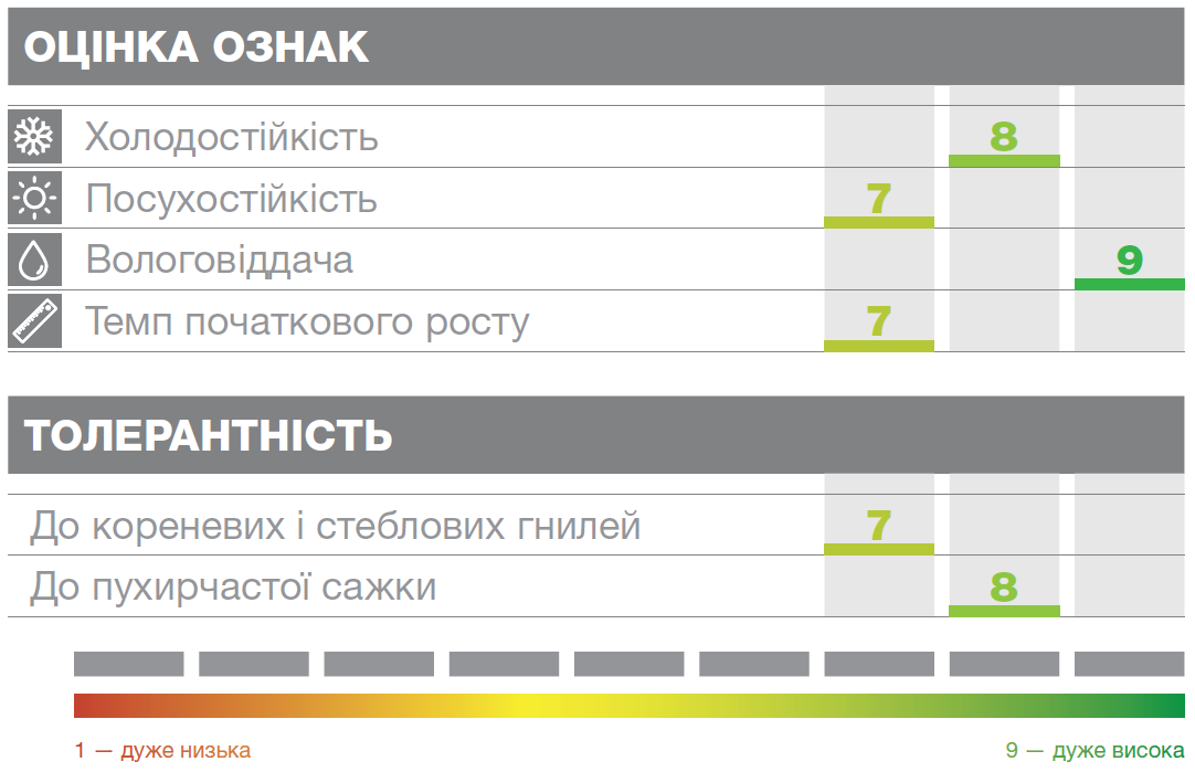 характеристики кукурудзи Торіно