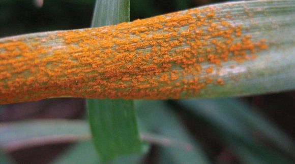 cereals-rust-min