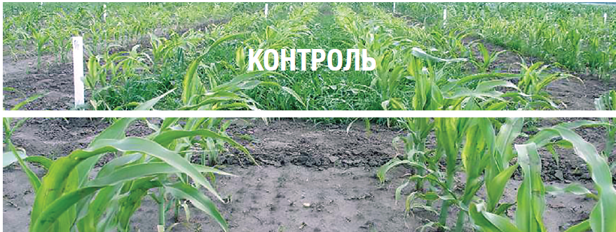 Гербицид Форнет (Никосульфурон)