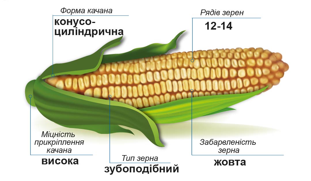 Кукурудза ДМС Прайм МАЇС качан