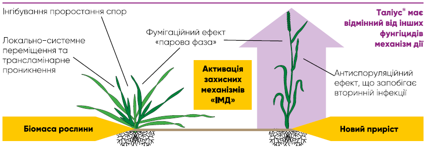 Талиус фунгицид