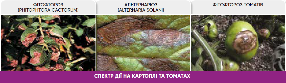 Танос для захисту картоплі та томатів