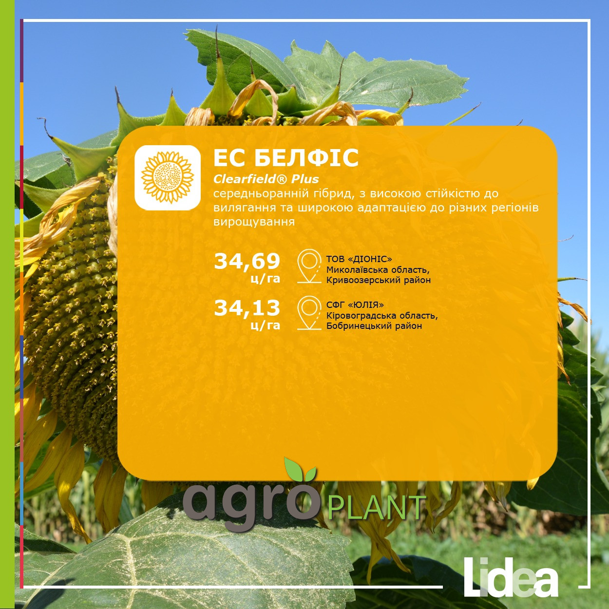 Врожайність соняшника Белфіс