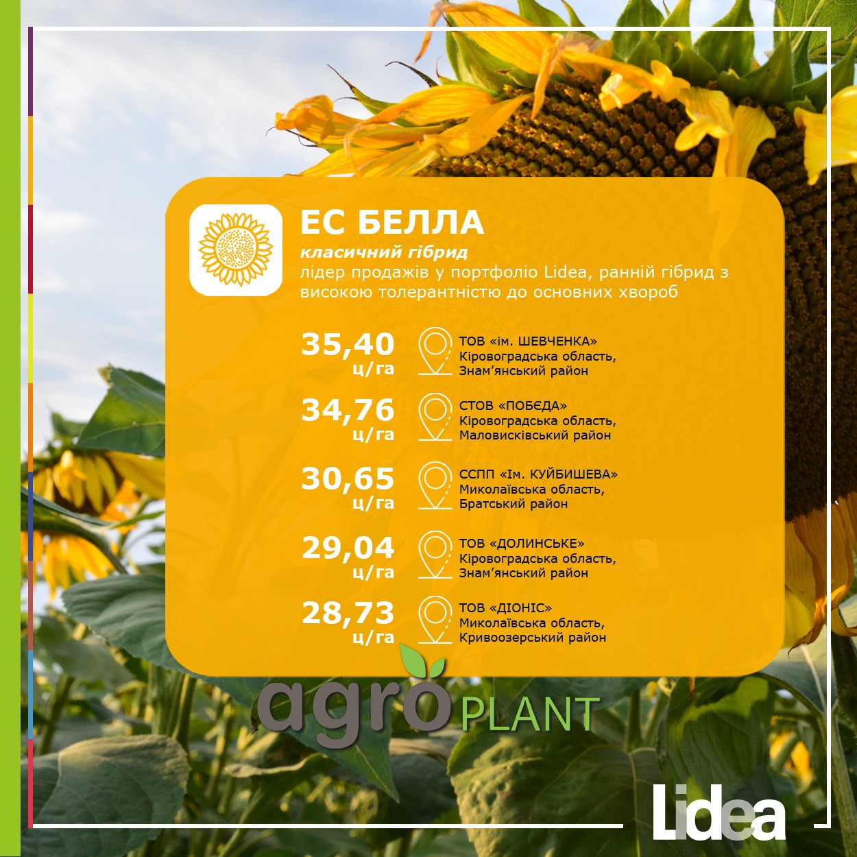 Подсолнух Белла урожайность