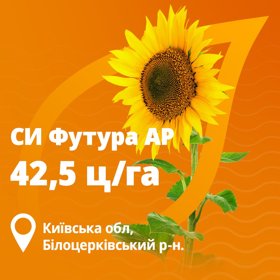 Урожайность подсолнечника Футура Сингента в 2024 году в Киевской области